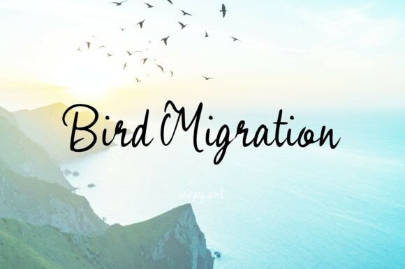 Bird Migration: A Font That Flies